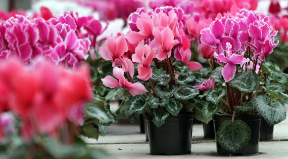 Виды цикламенов для дома, и для сада