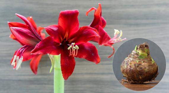 Все о луковичных цветах, которые выращивают в саду и дома