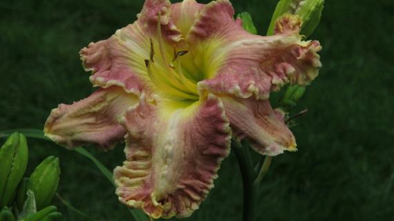 Like a Gee Six (сорт 2012 года, оригинатор D.Hansen)