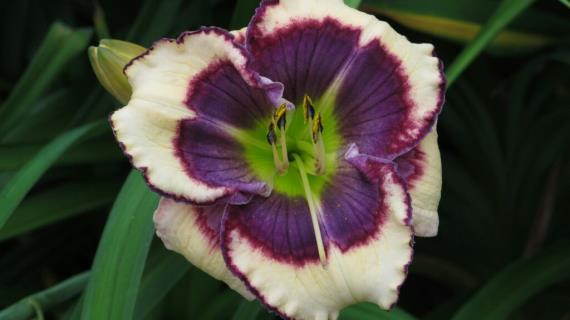 Blue Jay Tapestry (сорт 2013 года, оригинатор G.Pierce)