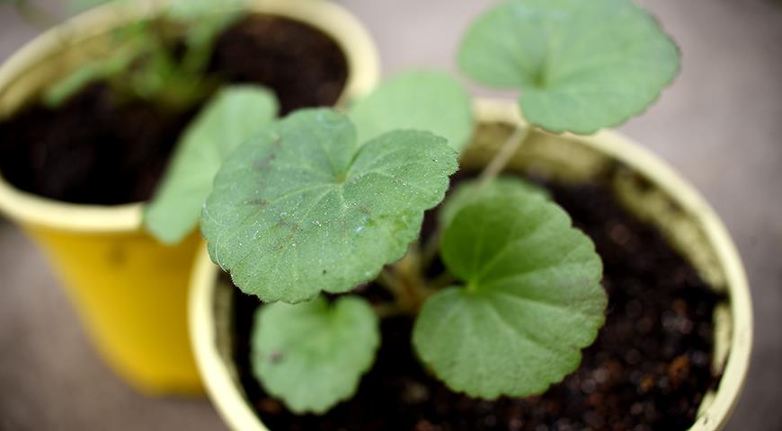 Как вырастить домашнюю герань, или пеларгонию из семян?
