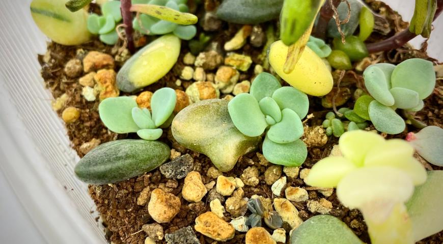 Graptopetalum Amethystinum Variegated