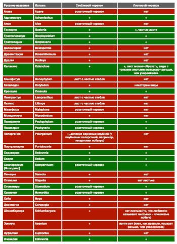 таблица по размножению суккулентов