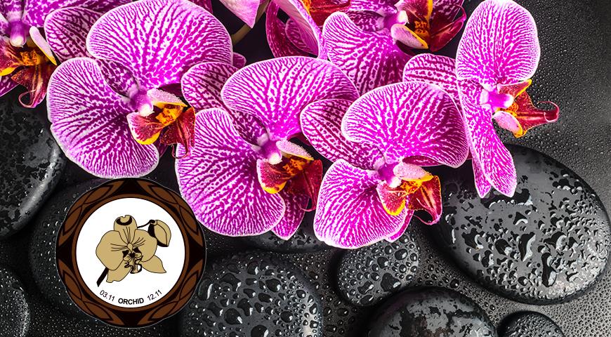 Цветочный гороскоп на 3 -12 ноября: ваш цветок - орхидея