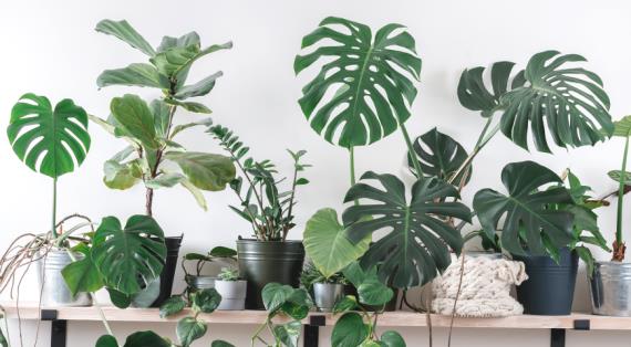 Растения семейства ароидные