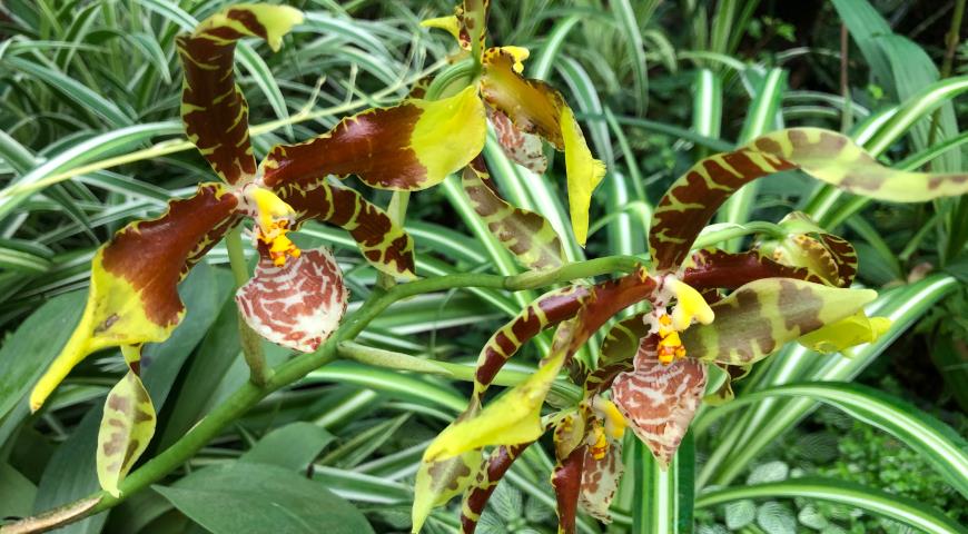 Россиоглоссум большой (лат. Rossioglossum grande), Музей орхидей в Вологде