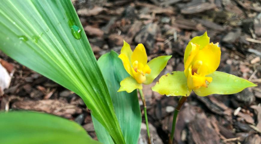 Ликаста (Lycaste (groganii x aromatica)