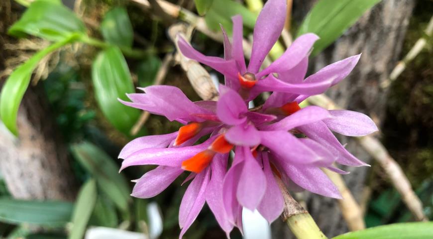 Дендробиум брактеозум (Dendrobium bracteosum), Музей орхидей в Вологде