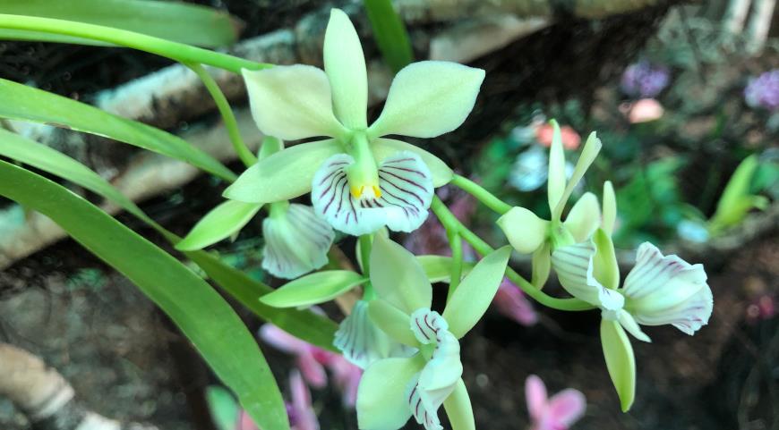 Энциклия радиата (Encyclia Radiata), Музей орхидей в Вологде