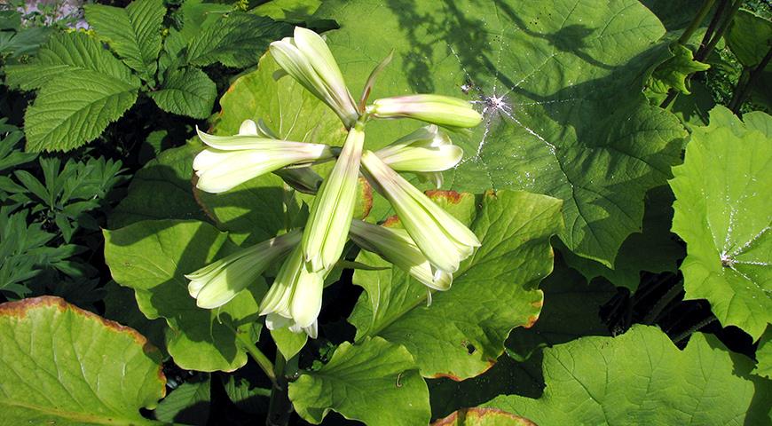 Редкие и уникальные растения для вашего сада - кардиокринум Глена: секреты выращивания