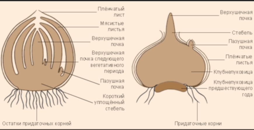 Какие корни от стебля донца у луковицы. Строение луковицы и клубнелуковицы. Строение луковицы гладиолуса. Клубнелуковица строение побег. Клубнелуковица гладиолуса строение.