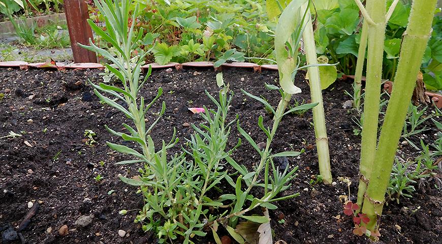 Выращивание лаванды из семян в домашних условиях: сроки посева на рассаду, правила ухода