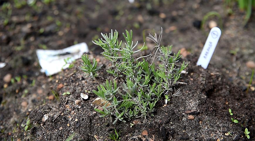 Выращивание лаванды из семян в домашних условиях: сроки посева на рассаду, правила ухода