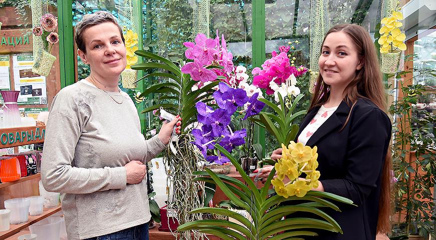 Покупка орхидеи: какую выбрать и как правильно ухаживать?