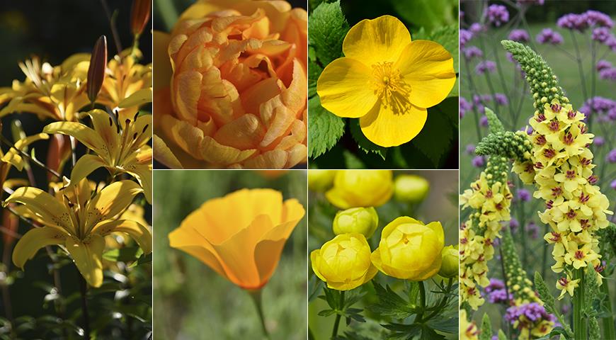 фото желтых цветов с названиями