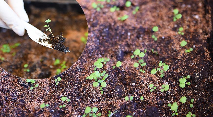 Полный мастер-класс по выращиванию земляники: от семечка до ягод за 1 сезон