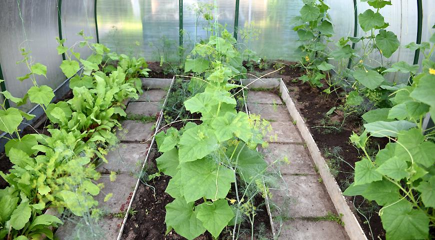 The height of the beds in greenhouses and greenhouses