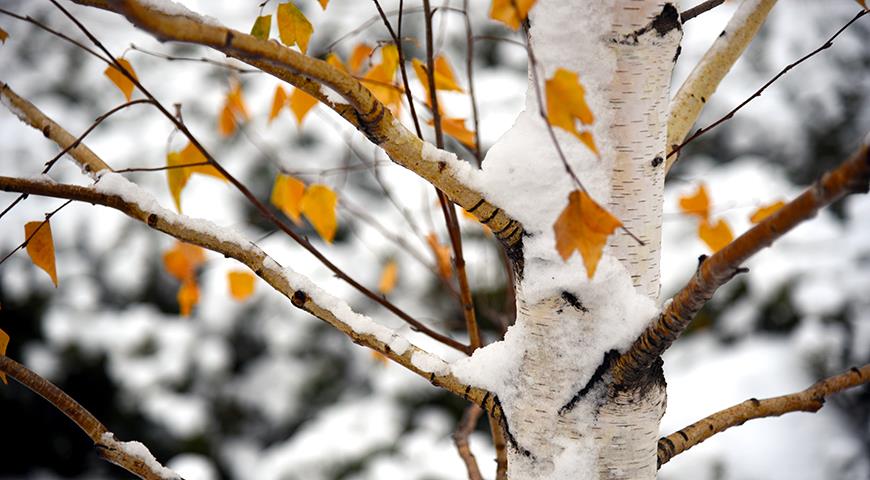 Какое дерево посадить на даче и как это сделать