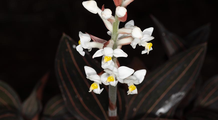 Драгоценные орхидеи, 5 самых популярных и простых в уходе комнатных орхидей с красивыми листьями