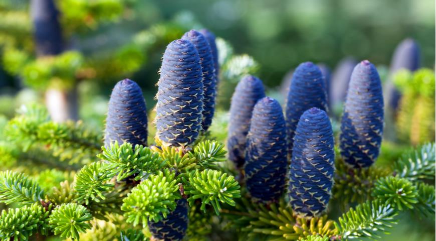 пихта Нордмана, Abies nordmanniana, Nordmann fir