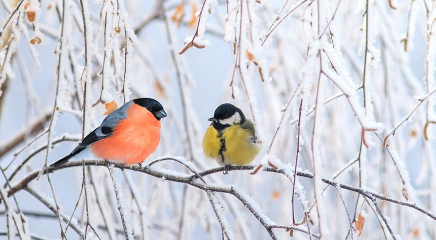 Чем покормить птиц зимой