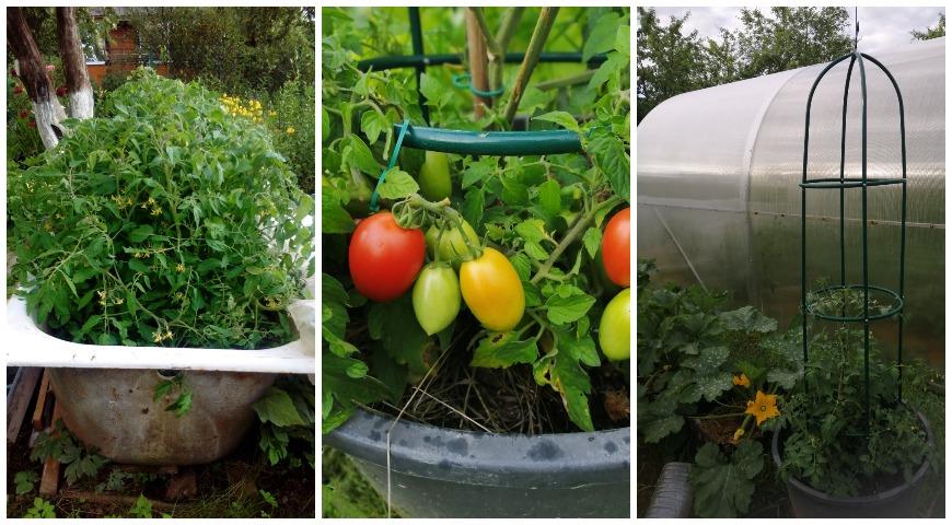 томат, помидор, контейнер, огород