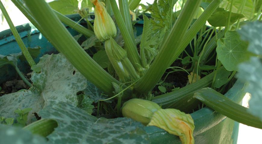 Новые технологии выращивания овощей