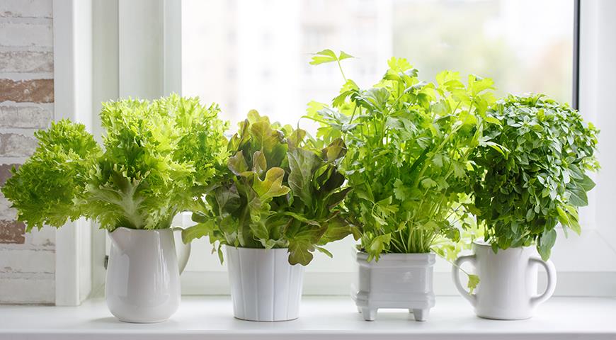 зеленый салат на окне