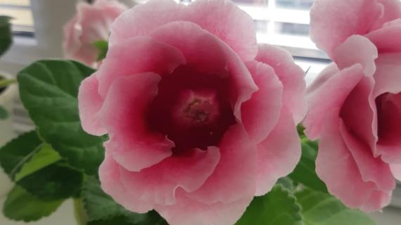 Комнатные цветы