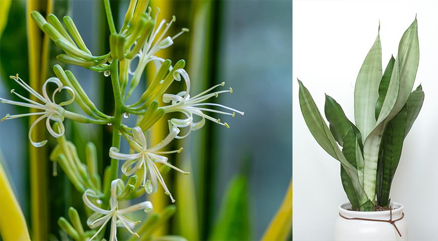 Сансевьера, щучий хвост или тещин язык &#8212; самое неубиваемое растение для вашего дома