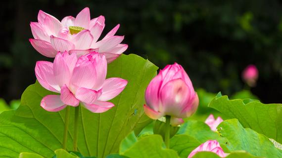 Цветочный гороскоп на 13 - 22 декабря: ваш цветок - лотос