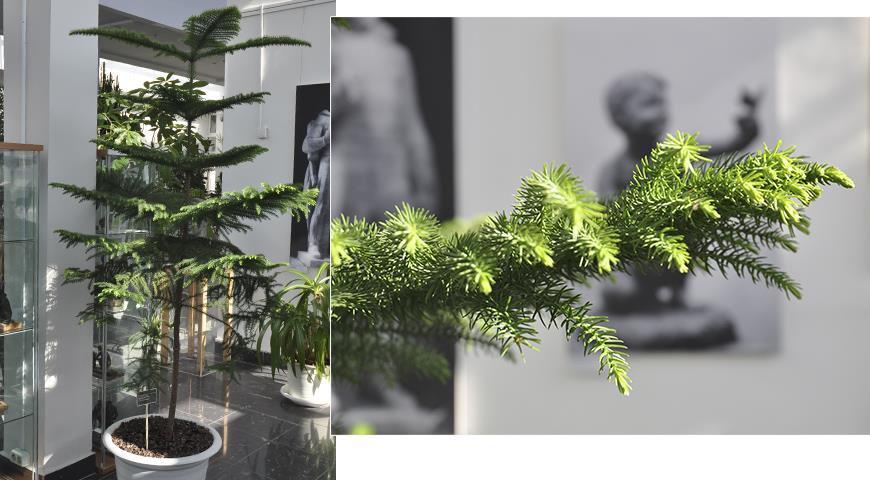 Араукария &#8212; комнатная елка, самая долговечная и ЭКОлогичная замена новогодней елки