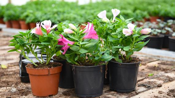 Альстремерия, или перуанская лилия - новое комнатное растение, которое скоро завоюет сердца цветоводов