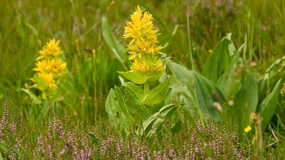 Цветочный гороскоп на 1 - 10 января: ваш цветок - горечавка желтая