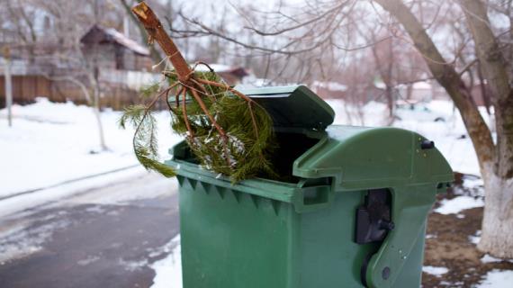 Куда деть новогоднюю елку с пользой