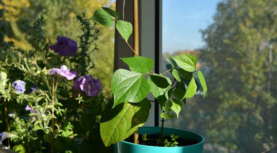 Самые популярные однолетние лианы для сада