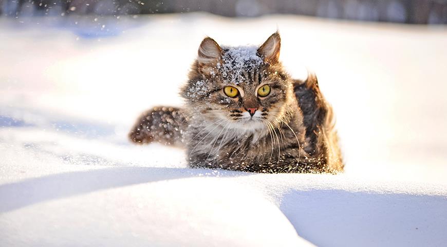 кошка в снегу