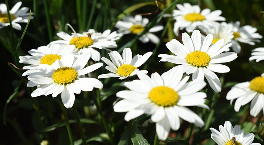 Фото Садовых Белых Цветов