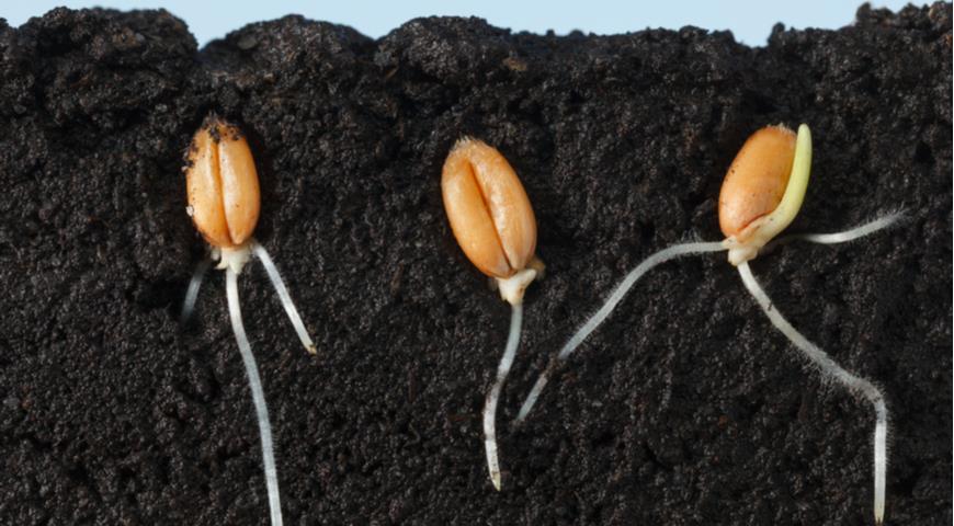Как прорастить семена для рассады: 6 проверенных способов, чтобы семенавзошли