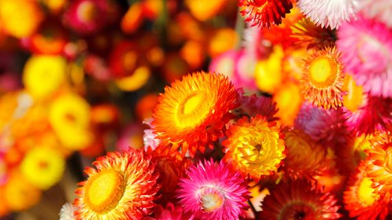 Цветочный гороскоп на 21-31 января: ваш цветок - бессмертник