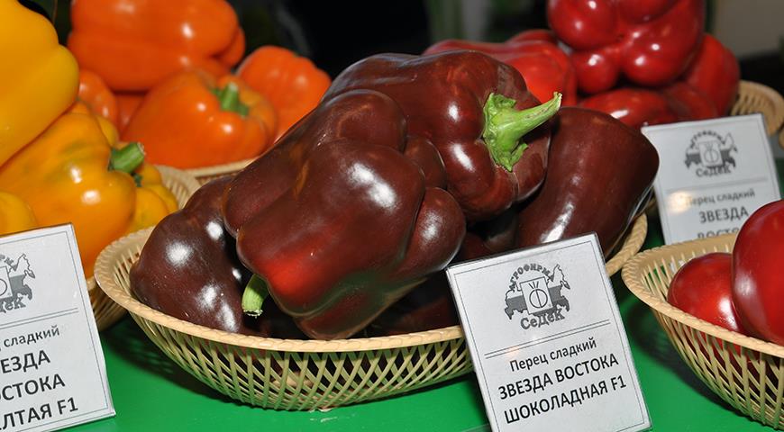 Семена томатов, перцев и баклажанов: краткая подсказка по выбору сортов игибридов для посева на рассаду