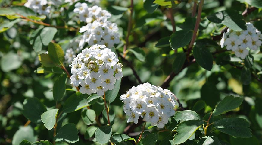 Цветущий кустарник с белыми цветами - 53 фото
