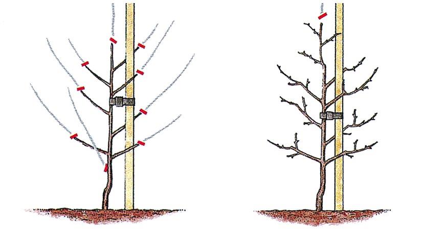 Как правильно обрезать яблоню весной 5 лет. Формировка обрезка груши. Формировка саженца груши. Схема обрезки груши Чижовская. Формировка кроны груши весной.