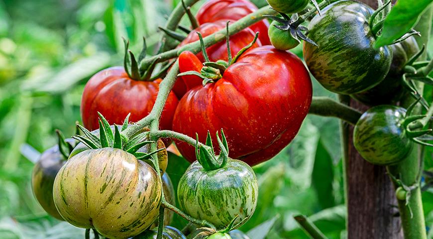 Крупные мясистые сладкие сорта помидоров: названия томатов с фото и отзывами