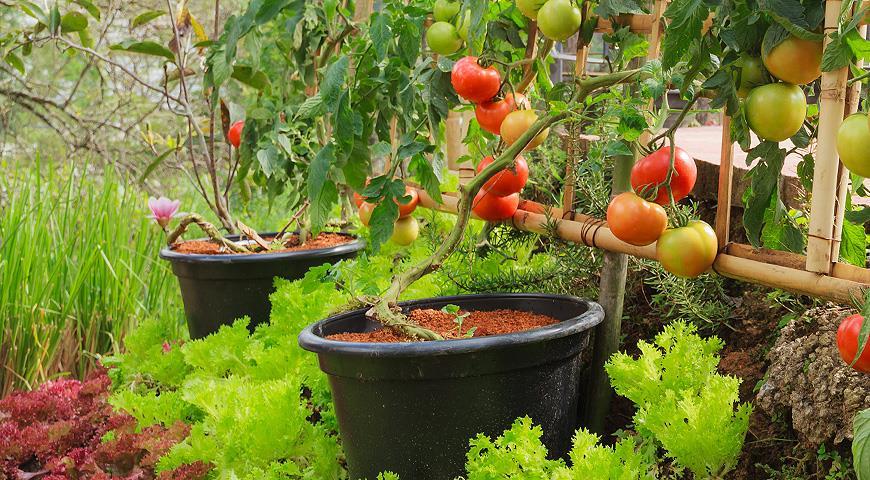 Можно ли сажать помидоры и огурцы, и что можно сажать до и после помидоров