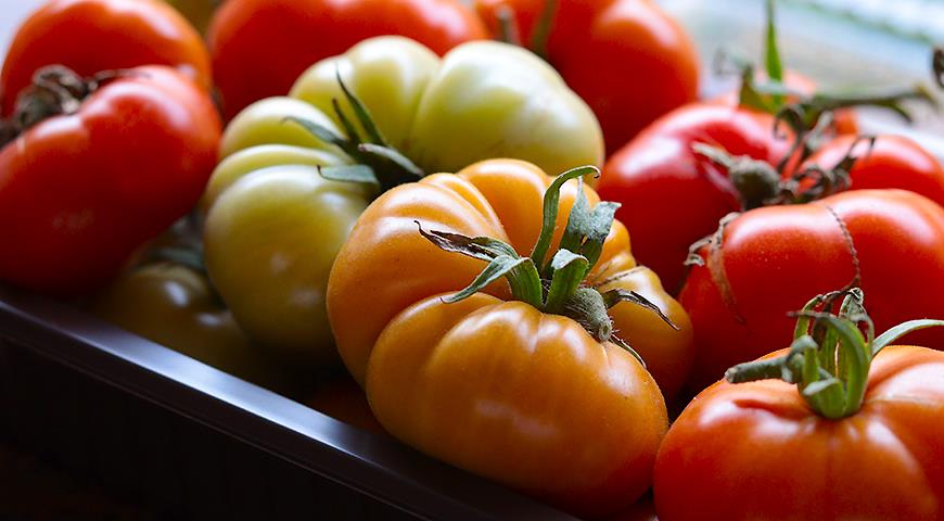 Лучшие сорта помидоров: самые сладкие, крупные и мясистые помидоры для едыв свежем виде