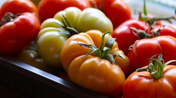 Лучшие сорта томатов: самые сладкие, крупные и мясистые помидоры для еды в свежем виде