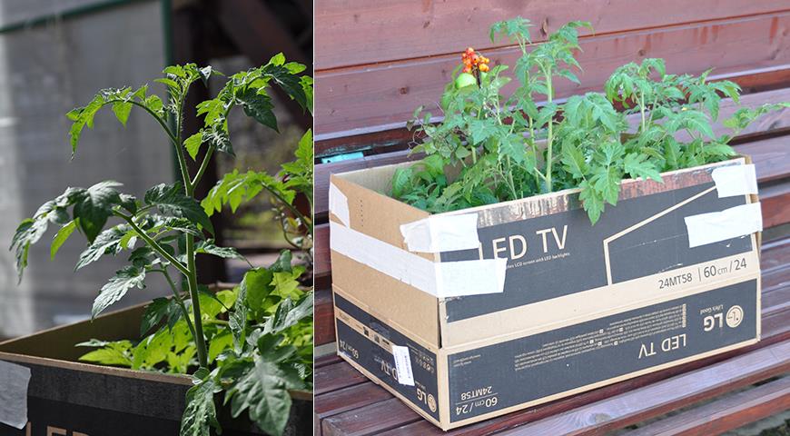 Как правильно высадить рассаду помидоров в теплицу и в огород: все секреты дачников