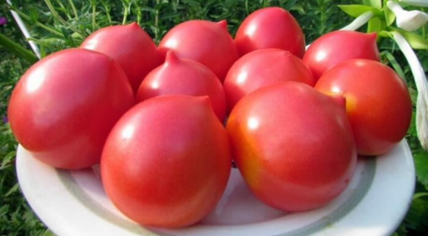 Как называется маркировка помидоров
