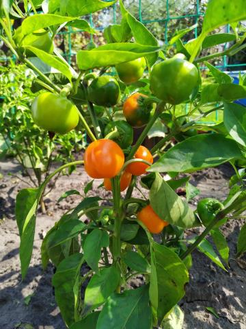 Мини-перцы: личный опыт Аллы Малаховой 4